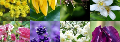 Darphin 8-Flower Golden Nectar - обновление легенды