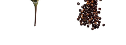 Clarins Total Eye Lift Lift-replenishing eye concentrate