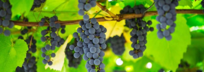 Ода Ресвератролу