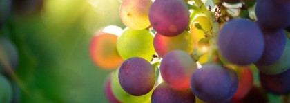 Ода Ресвератролу