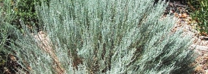 АФ Тургеневская Эфирные масла - полупарфюмерный опыт