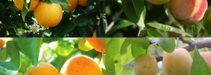 Coquillete Reginette - новинка из солнечной Италии