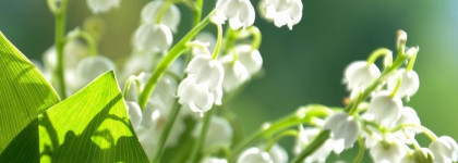 Edgardio Chilini Theme Muguet - солнечный ландыш