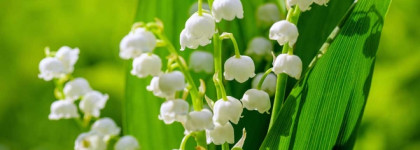 Edgardio Chilini Theme Muguet - солнечный ландыш