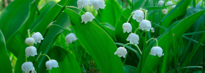 Edgardio Chilini Theme Muguet - солнечный ландыш