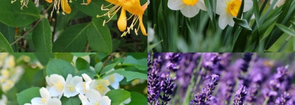 Vera Wang Bouquet - букет невесты в зелёных тонах