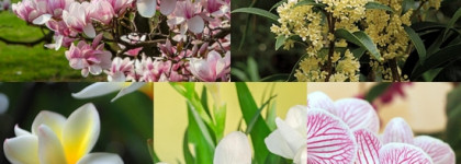 Edgardio Chilini Theme Magnolia - многоцветочный солифлор