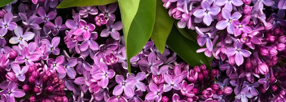 Vilhelm Parfumerie A Lilac a Day edp - огромная ароматная весна в маленьком флаконе