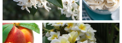 Mancera Vanille Exclusive edp