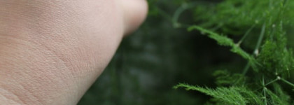 Fly Holika 5 in 1 Butterfly effect - Blusher + Highlighter + Eye Shadow + Lip Color + Finish Pact от Holika Holika в оттенке 01