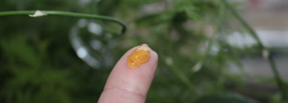 Золотой гель Nature Republic Golden Face Gel Brightening Sensitive Skin Gel Gold powder collagel oil control