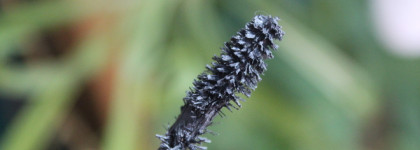 Что с тобой, Vivienne Sabo Mon General Mascara Grand Volume?