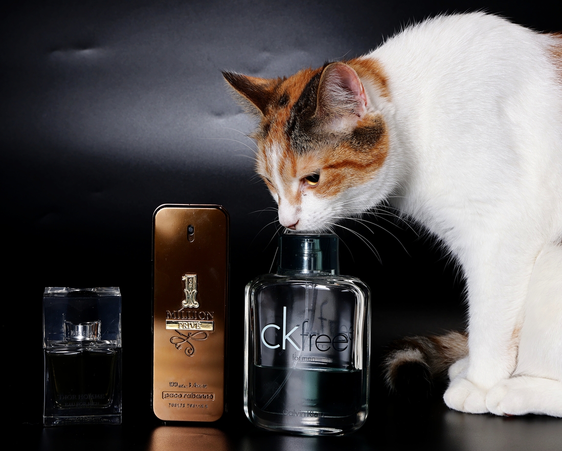 И куда же без кошки Морошки