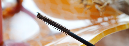 Lime Crime и брови