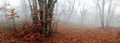 Макияж ноября: краски природы