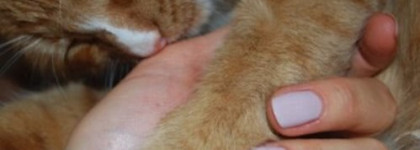 Нежный черничный йогурт Vitality от Mavala