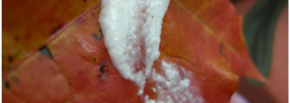 «Шагать как по облакам» (отзыв на Himalaya Herbals Smoothing Foot Scrub - скраб для ног фруктовый)