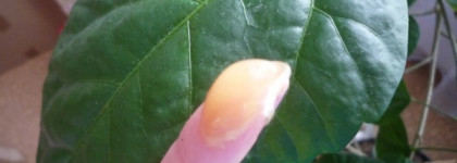 100% ланолин Pure Lanolin от Now Solutions - помощник в педикюре