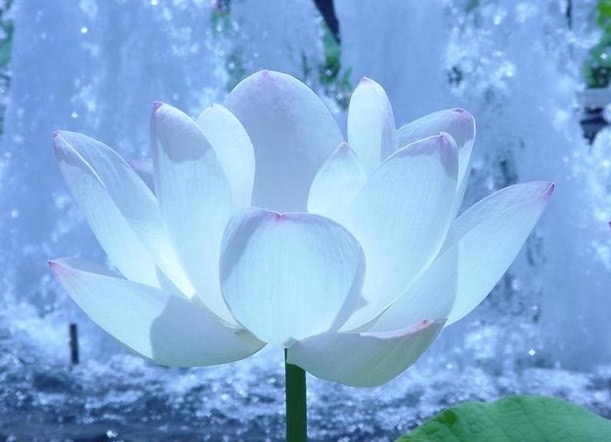 Свежий и чувственный Голубой лотос от L`erbolario Fiore Dell Onda