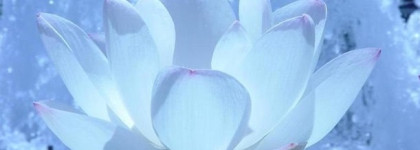 Свежий и чувственный Голубой лотос от L`erbolario Fiore Dell Onda