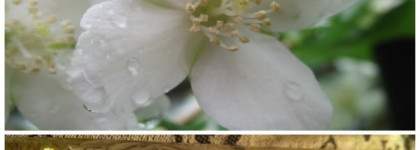 Этот аромат заставляет меня Мурчать, любимые Van Cleef & Arpels — Murmure