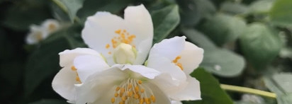 Ваша честь! Amouage Honour extrait de parfum