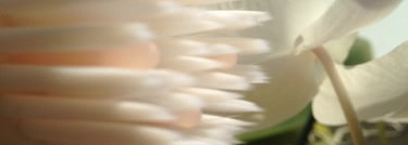 Мои летние помощники: Shiseido The Skincare Cleansing Massage Brush и Shiseido Pureness Deep Cleansing Foam