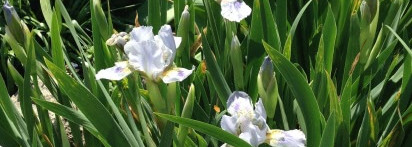 Тихая заводь от Hermes Un Jardin Sur Le Nil