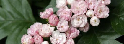 Tom Ford Metallique edp