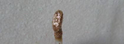 Как много плохого о них уже сказано... Natasha Denona Chroma Crystal Liquid Eyeshadow в оттенке Zone