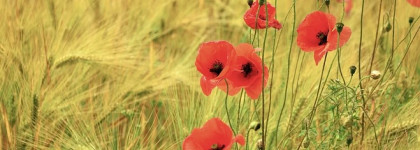 Jo Malone London Poppy & Barley Cologne