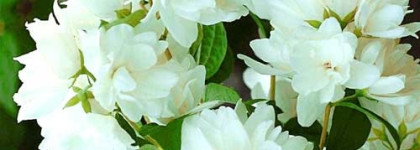 День свадьбы. Estee Lauder Beautiful Belle Love edp