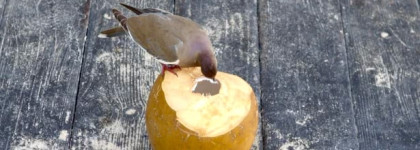 Почему он постоянно Sold Out? Marc Jacobs O!mega Bronze Coconut Perfect Tan 104 Tan-Tastic