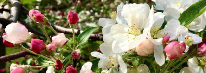 Сама весна во флаконе! DKNY Be Delicious Fresh Blossom