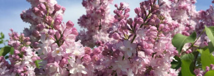 Сама весна во флаконе! DKNY Be Delicious Fresh Blossom