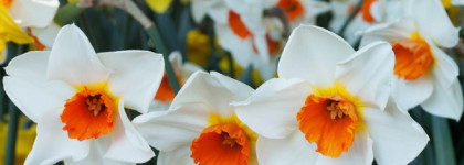 Невероятные ароматы Frederic Malle