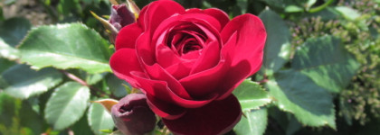 Невероятные ароматы Frederic Malle