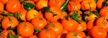 Июньский сад. Jo Malone London