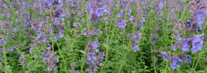 Июньский сад. Jo Malone London