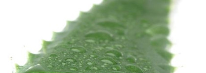 Необычное использование геля для тела с алоэ. Floristica Majorca Aloe&Orange