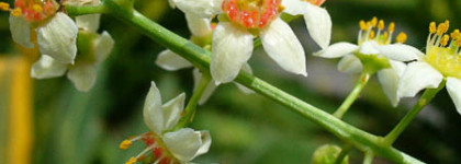 Frederic Malle. Как марка может угадывать желания?