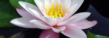 Жаркий день у озера. Jo Malone London Waterlily Cologne