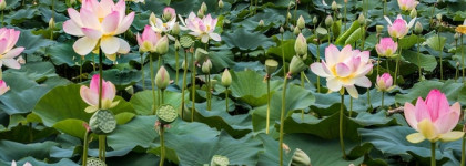 Жаркий день у озера. Jo Malone London Waterlily Cologne