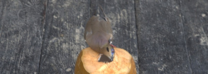 Кокосовая нежность. Origins Glow-Co-Nuts Hydrating Coconut Moisture Mask