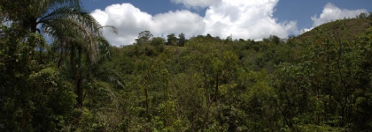 Бразильская сельва. Synthetic Jungle EDP Frederic Malle