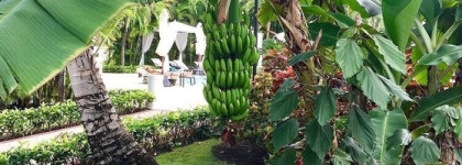 Бразильская сельва. Synthetic Jungle EDP Frederic Malle