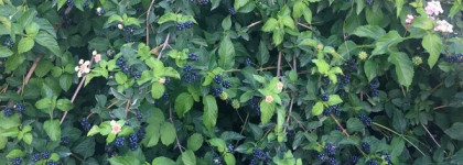 Avon Attraction For Her EDP. Окунуться в грёзы