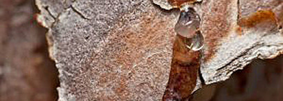 Великолепие. Avon Far Away Splendoria EDP