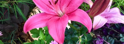 Абсолютная свежесть. Juliette Has a Gun Not a Perfume