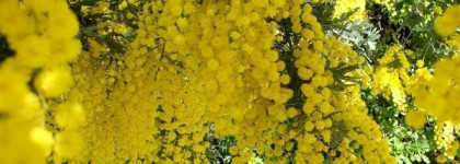 Бархатистая мимоза. На излёте зимы. Incandessence